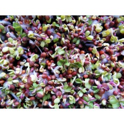 Organic Radish Micro Green Seeds