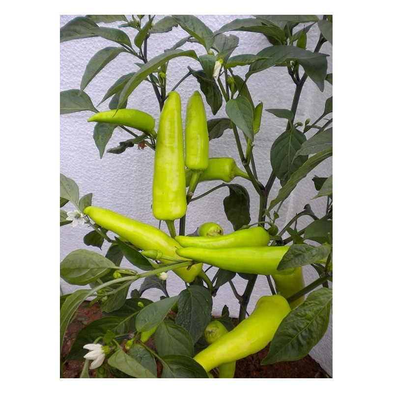 Bajji Chilli or Hungarian Wax Chilli