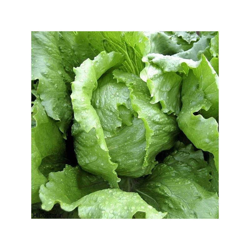 Lettuce - ICEBERG