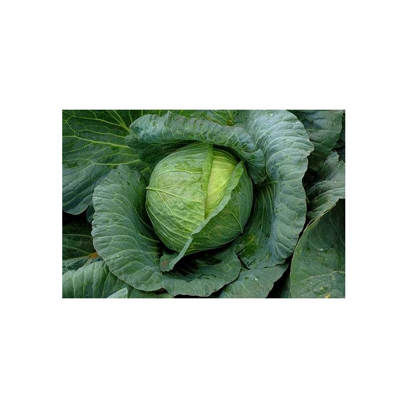 Cabbage